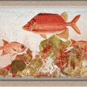 Тайны красного моря Лист 1 32х50 2006
